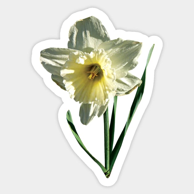 Daffodils - White Daffodil Sticker by SusanSavad